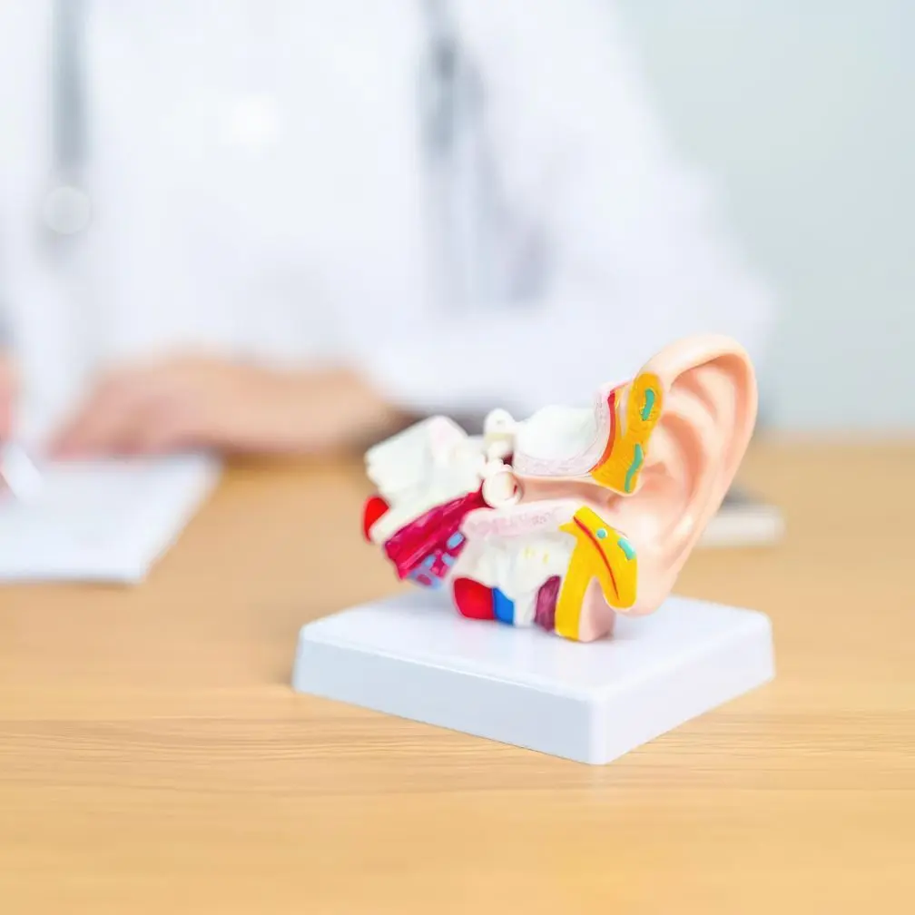 A plastic anatomical model of a human ear sits on a desk, with a person in a white coat and stethoscope blurred in the background, possibly a doctor taking notes.